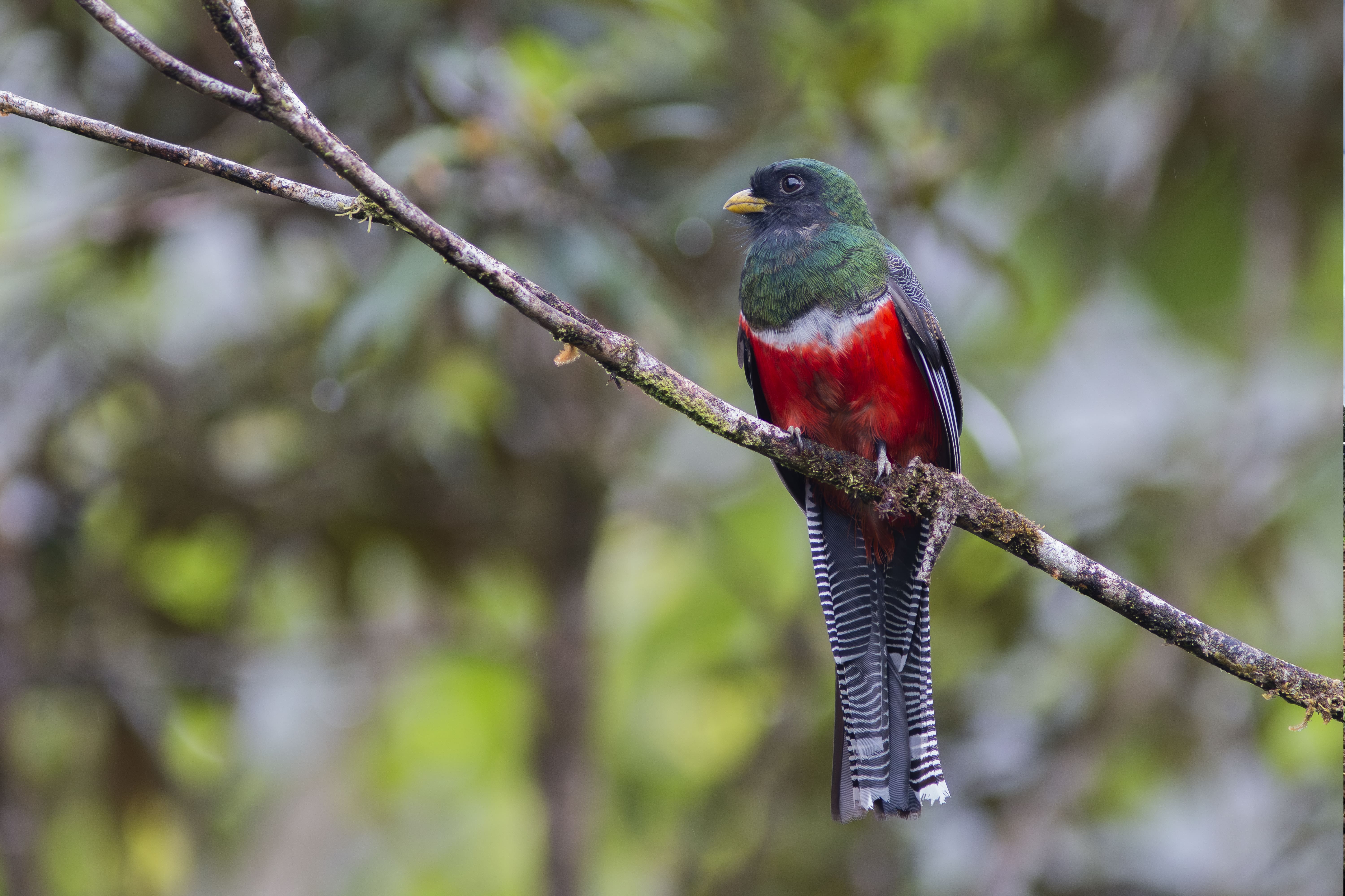 Photo from 8-Day Intensive Birding Exploration of Costa Rica safari tour